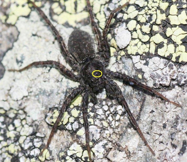 Pardosa sp.